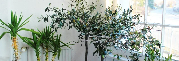 Drei Olivenbäume im Topf